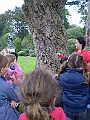 Painshill Park Oct 2010 Cork Tree 2